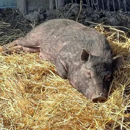 Roulotte De Camille, Avec Bain A Remous Lejlighed